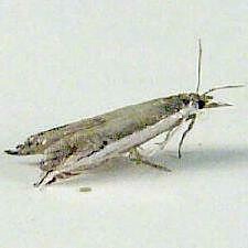 Raphiptera argillaceellus