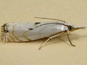 Microcrambus biguttellus