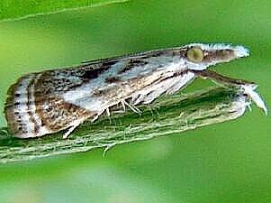 Microcrambus elegans