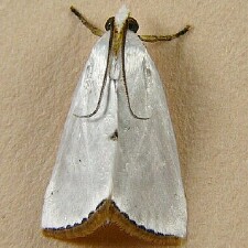 Urola nivalis