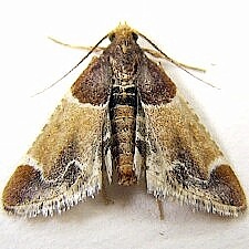 Pyralis farinalis