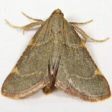 Hypsopygia binodulalis