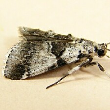 Tallula atrifascialis