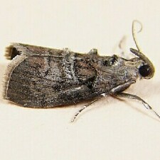 Pococera robustella