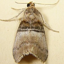 Pococera militella