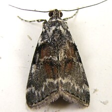 Pococera humerella