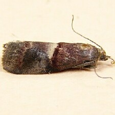 Acrobasis exsulella