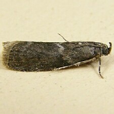 Oreana unicolorella