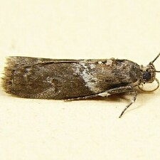 Salebriaria rufimaculatella