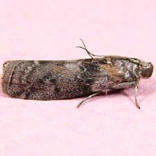 Sciota subcaesiella