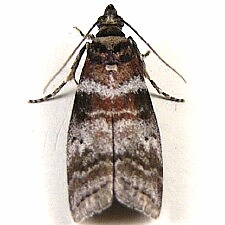 Sciota uvinella