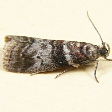 Sciota uvinella