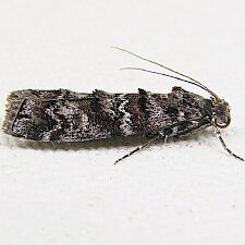 Dioryctria abietivorella