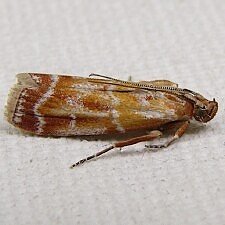 Dioryctria disclusa