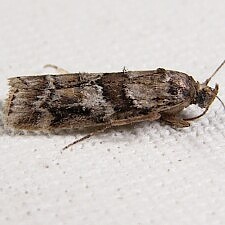 Dioryctria clarioralis