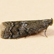 Canarsia ulmiarrosorella