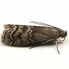 Canarsia ulmiarrosorella