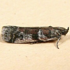 Laetilia coccidivora