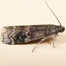 Euzophera semifuneralis