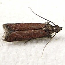 Varneria postremella