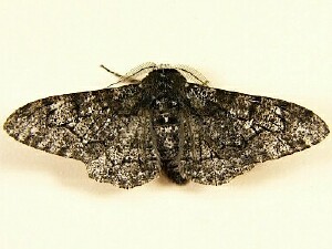 Biston betularia