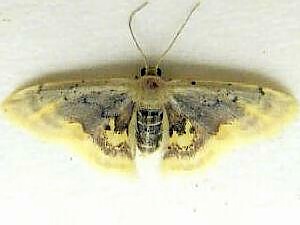 Idaea scintillularia