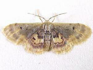 Idaea scintillularia