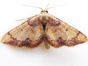 Idaea demissaria