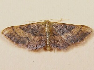 Idaea demissaria