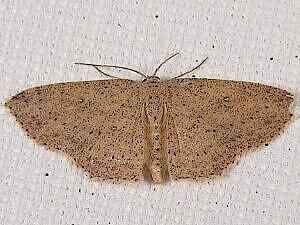 Cyclophora myrtaria