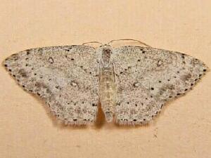 Cyclophora pendulinaria