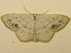 Scopula limboundata