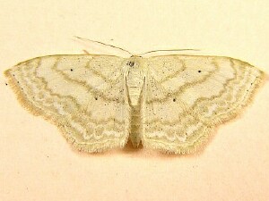 Scopula limboundata