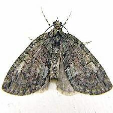 Hydriomena transfigurata