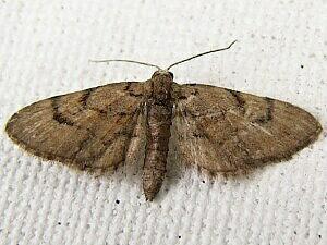 Eupithecia peckorum