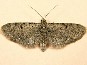 Eupithecia miserulata