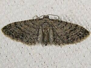 Eupithecia jejunata