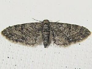 Eupithecia sp.