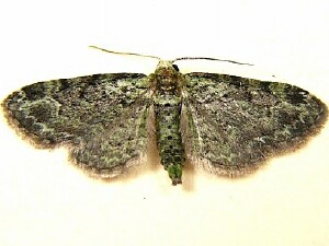 Pasiphila rectangulata