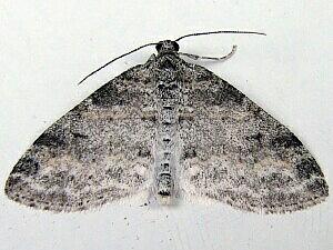 Lobophora nivigerata