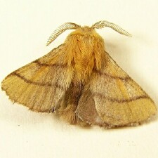 Malacosoma disstria