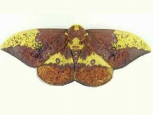 Eacles imperialis