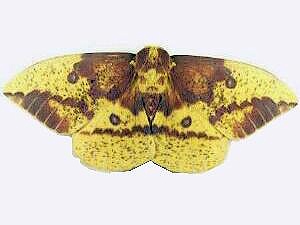 Eacles imperialis