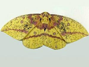 Eacles imperialis