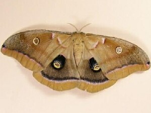 Antheraea polyphemus