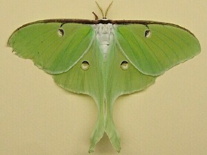 Actias luna