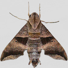 Perigonia lusca