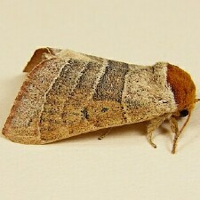 Datana contracta