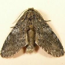 Peridea angulosa