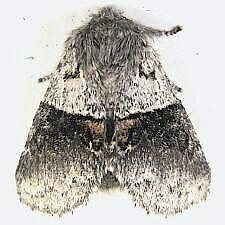 Gluphisia septentrionis